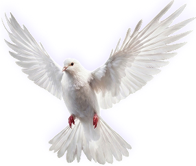 pigeon